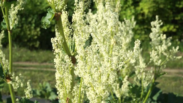 A wonderful close-up of a flowering garden plant in nature - flowering rhubarb stalks in the spring on a sunny day in May.