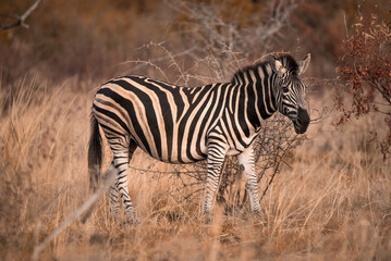 A Plains Zebra, Equus Quagga, in the Pilanesberg National Park in South Africa