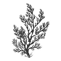 Silhouette seaweed plant black color only