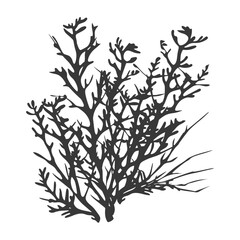 Fototapeta premium Silhouette seaweed plant black color only