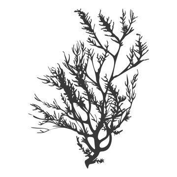 recommend clip art: Silhouette seaweed plant black color only