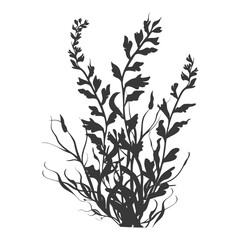 Fototapeta premium Silhouette seaweed plant black color only