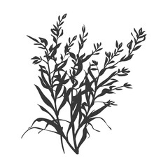 Naklejka premium Silhouette seaweed plant black color only