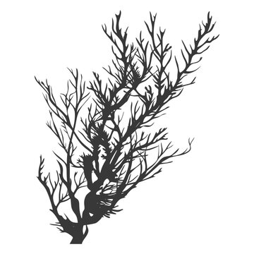 recommend clip art: Silhouette seaweed plant black color only