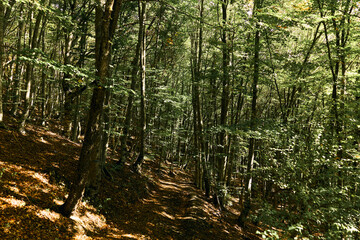 Obraz premium Exciting Skateboarding Adventure through Wooded Path Surrounded by Trees in Nature and Fresh Air