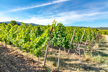 scenic vineyards in the rheingau village of Hallgarten,