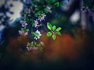 The blooming begonia flowers in spring