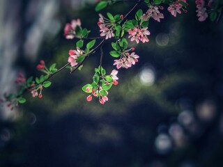 The blooming begonia flowers in spring