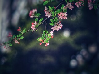 The blooming begonia flowers in spring