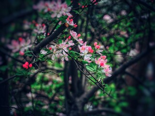 The blooming begonia flowers in spring