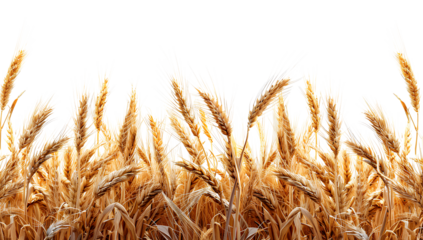 PNG Wheat landscape wheat agriculture backgrounds.
