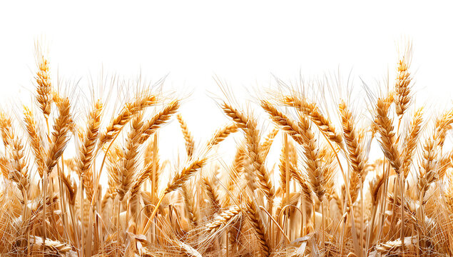 PNG Wheat landscape wheat agriculture backgrounds.
