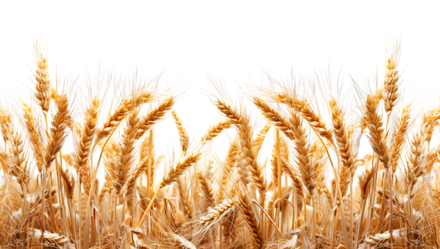PNG Wheat landscape wheat agriculture backgrounds.
