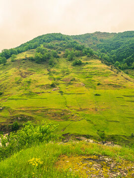 &Ccedil;ubuklu, G&uuml;ll&uuml;k , Karadeniz Ereğlii Turkiye