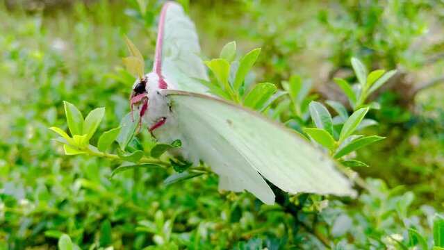 actias artemis or night butterfly perched on the green leaves in the morning