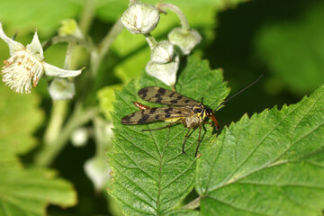 Female scorpionfly Panorpa vulgaris of the family scorpionflies (Panorpidae) on leaves of a flowering raspberry bush in a Dutch garden. Spring, May, Netherlands