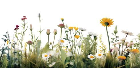 PNG A grass and flowers grassland outdoors nature
