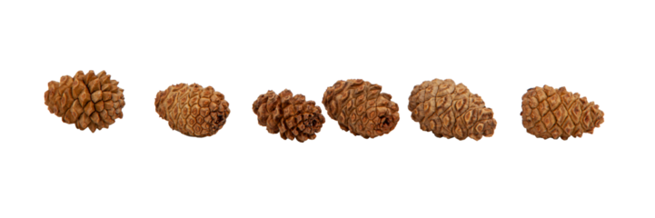 Collection of brown dry cedar cones of small size without background, lying motionless in a row. Textured cones. Horizontal. For banner.