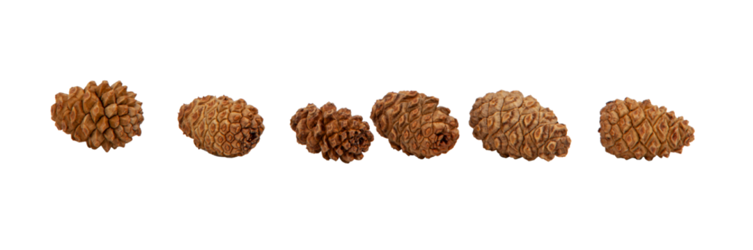 Collection of brown dry cedar cones of small size without background, lying motionless in a row. Textured cones. Horizontal. For banner.