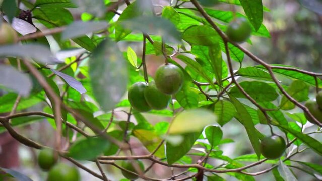 Tabernaemontana sphaerocarpa (Jembirit, sembirit, cemperit). A decoction of the bark is rubbed on the skin as a treatment against fever