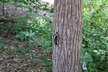 black and white woodpecker and blue and white songbird share a tree