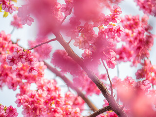 The blooming begonia flowers in spring