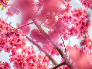 The blooming begonia flowers in spring