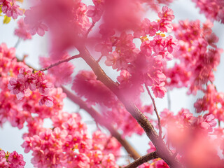 The blooming begonia flowers in spring