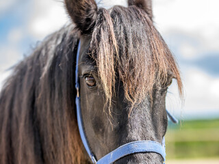 Magnifique cheval de race frison dans un élevage 