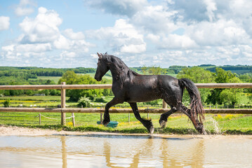 Magnifique cheval de race frison dans un élevage 