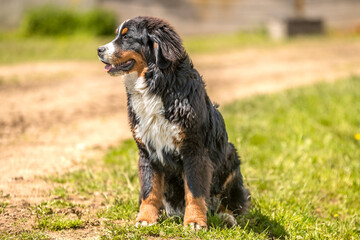 Magnifique cheval de race frison dans un élevage 