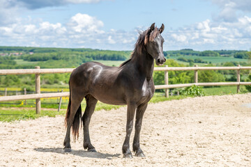 Obraz premium Magnifique cheval de race frison dans un élevage 