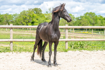 Magnifique cheval de race frison dans un élevage 