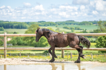 Magnifique cheval de race frison dans un élevage 