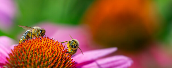 honey bees in the garden