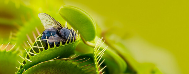 Venus flytrap - dionaea muscipula with trapped fly © Vera Kuttelvaserova