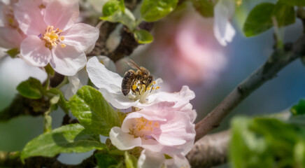 bee on apple tree flowers