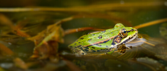 rana esculenta - common european green frog is swimming in a garden pond