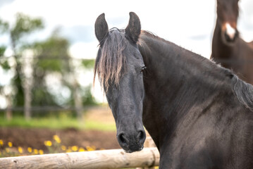 Magnifique cheval de race frison dans un élevage 