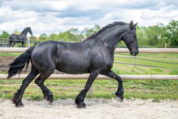 Magnifique cheval de race frison dans un &eacute;levage 