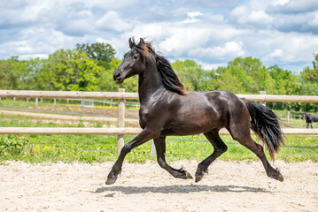 Magnifique cheval de race frison dans un élevage 