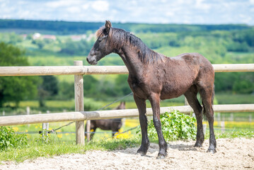 Magnifique cheval de race frison dans un élevage 