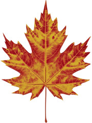 Obraz premium Isolated PNG Autumn Leaf, GENERATIVE AI