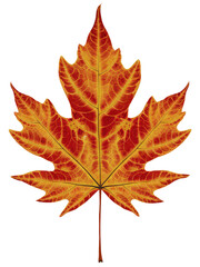 Fototapeta premium Isolated PNG Autumn Maple, GENERATIVE AI