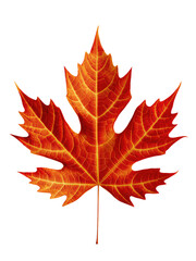 Obraz premium Isolated PNG Autumn Maple, GENERATIVE AI
