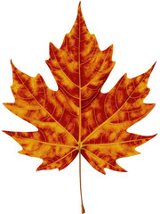 Fototapeta premium Isolated PNG Autumn Maple, GENERATIVE AI