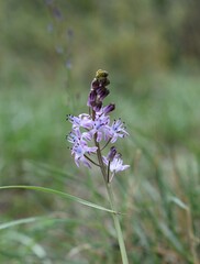 Fleurs en grappe de Scille d'automne, Autumn Squill (Prospero autumnale).