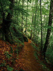 Kayalıdere waterfall and jungle road.