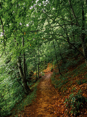 Obraz premium Kayalıdere waterfall and jungle road.