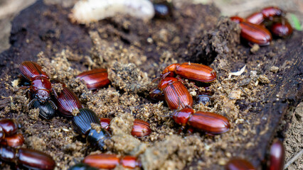 Darkling beetle on rotten wood. Darkling beetle is the common name for members of the beetle family Tenebrionidae, comprising over 20,000 species in a cosmopolitan distribution